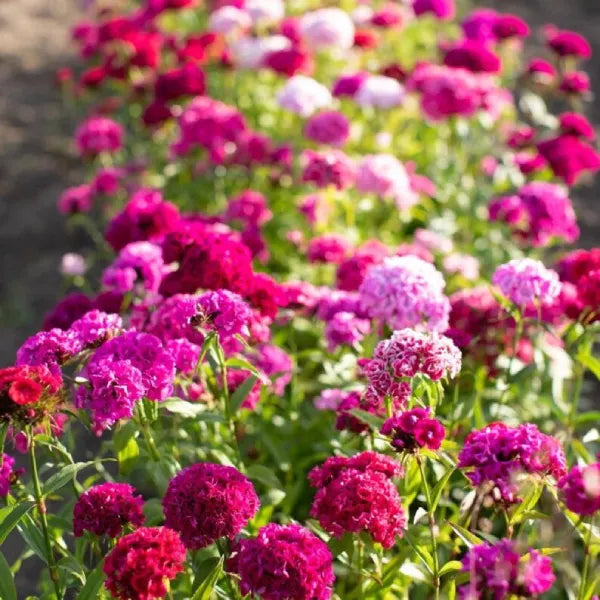 Sweet William Flower |  Dianthus Barbatus | Pack of 30 seeds