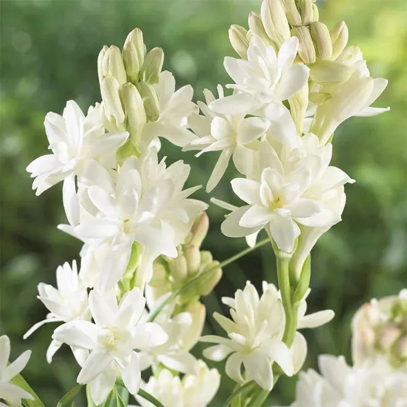 Easy Bloom Rajnigandha Bulbs | Pack of 10 Bulbs