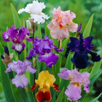 Iris 'Dutch Bearded' Mix Color Rhizomes - Pack Of 2