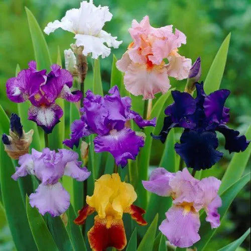 Iris 'Dutch Bearded' Mix Color Rhizomes - Pack Of 2
