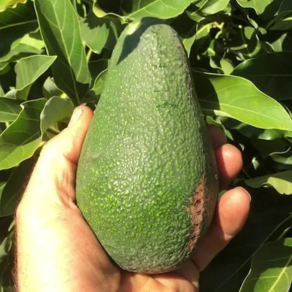 Dwarf Hybrid Avocado – Persea americana | Fruit Plant