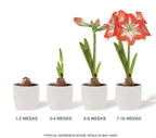 Amaryllis 'Apple Blossom' Bulb - Pack Of 1