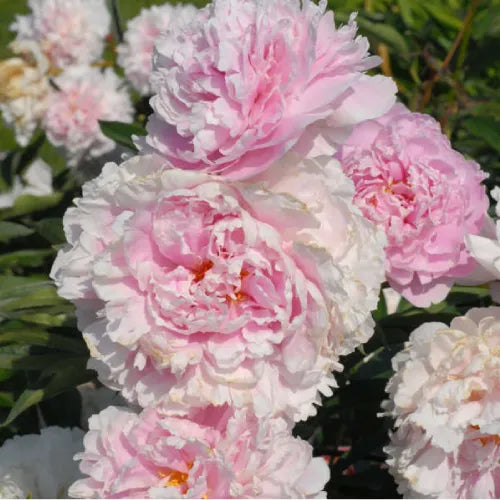 Peony 'Sarah Bernhardt' Rhizome - Pack Of 1