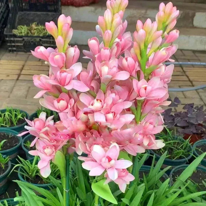 Easy Bloom Rajnigandha Bulbs | Pack of 10 Bulbs