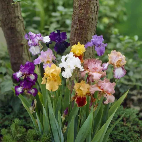 Iris 'Dutch Bearded' Mix Color Rhizomes - Pack Of 2