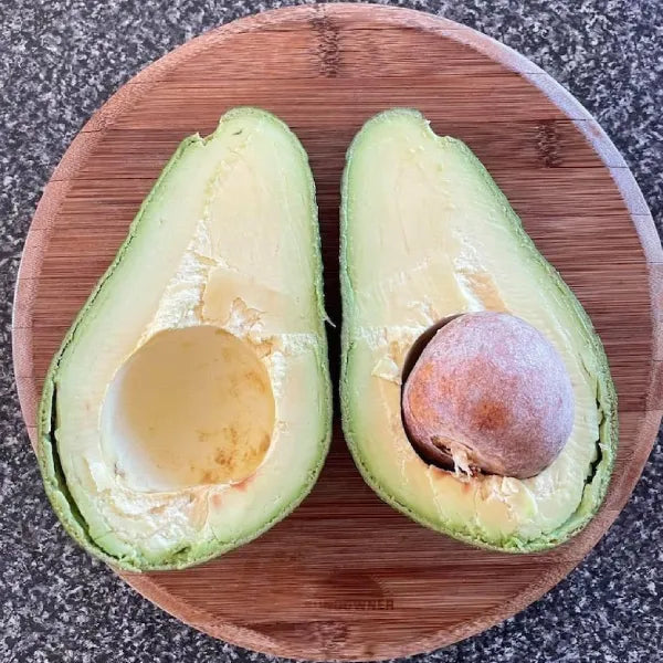 Dwarf Hybrid Avocado – Persea americana | Fruit Plant