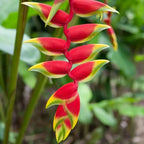 Heliconia Flower Bulbs - Pack Of 2