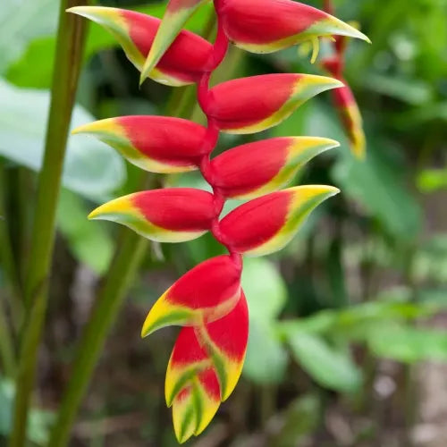 Heliconia Flower Bulbs - Pack Of 2