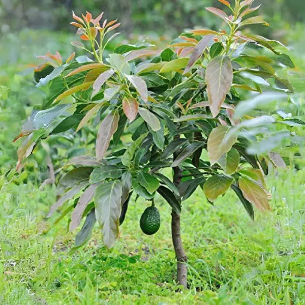 Dwarf Hybrid Avocado – Persea americana | Fruit Plant