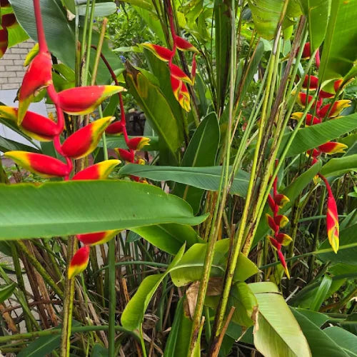 Heliconia Flower Bulbs - Pack Of 2