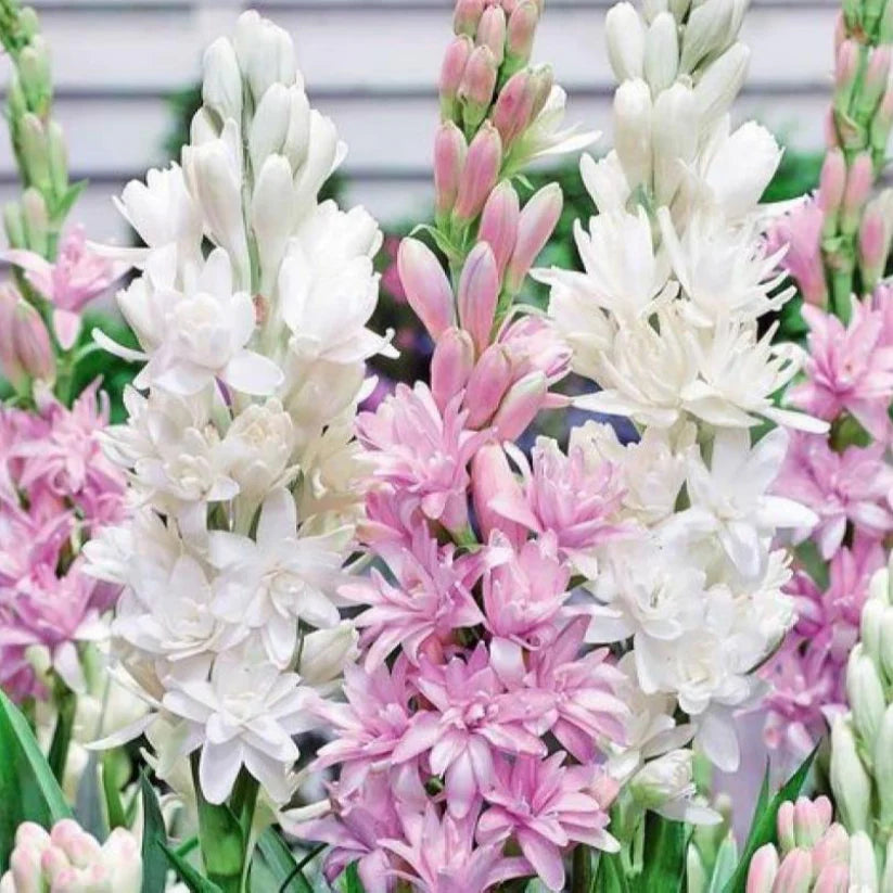 Easy Bloom Rajnigandha Bulbs | Pack of 10 Bulbs