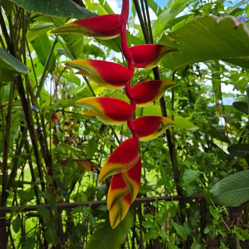 Heliconia Flower Bulbs - Pack Of 2