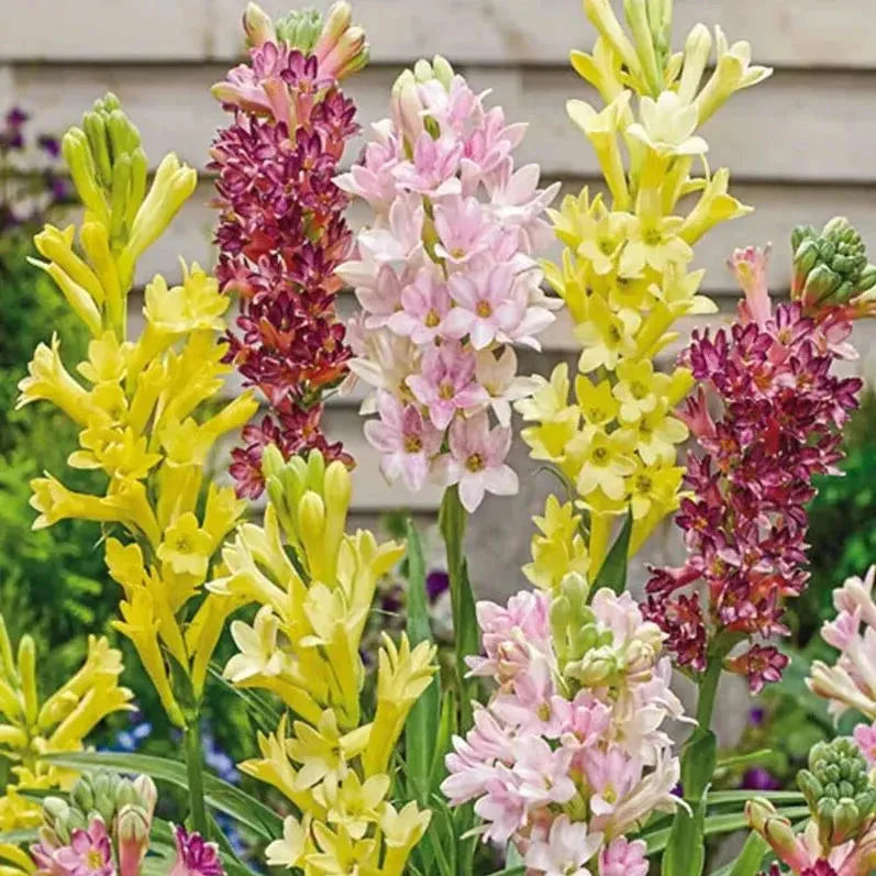 Easy Bloom Rajnigandha Bulbs | Pack of 10 Bulbs