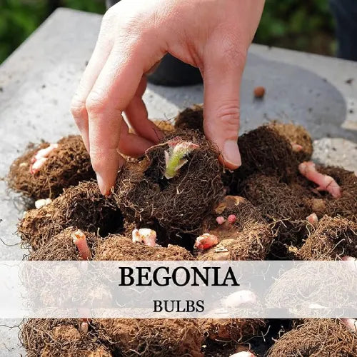 Double Mix Begonia Flower Bulbs | Buy 2 Get 1 For Free
