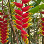 Heliconia Flower Bulbs - Pack Of 2