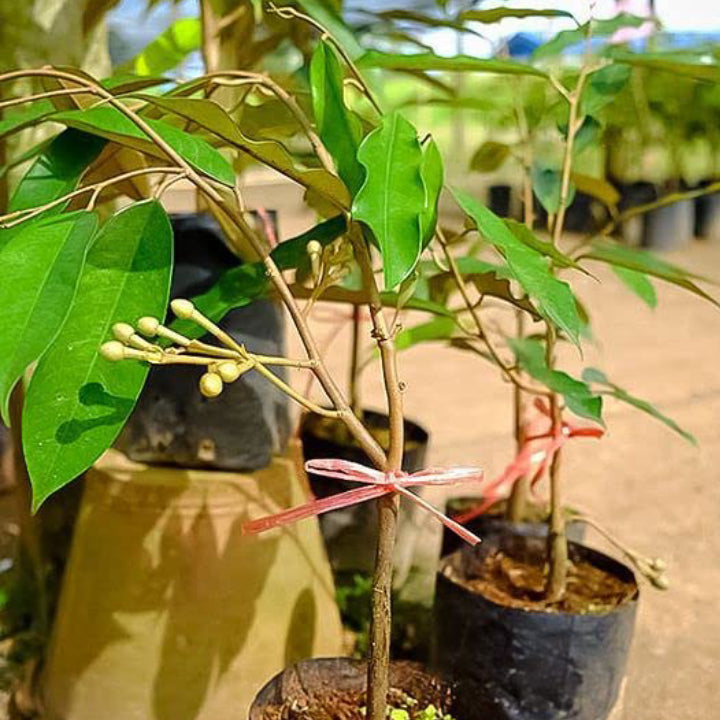 Dwarf Hybrid Durian – Durio zibethinus | Live Plant