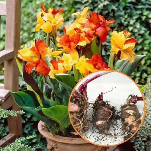 Canna Lily Multi-Color Bulb | Buy 2 Get 1 For Free