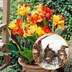 Canna Lily Multi-Color Bulb | Buy 2 Get 1 For Free