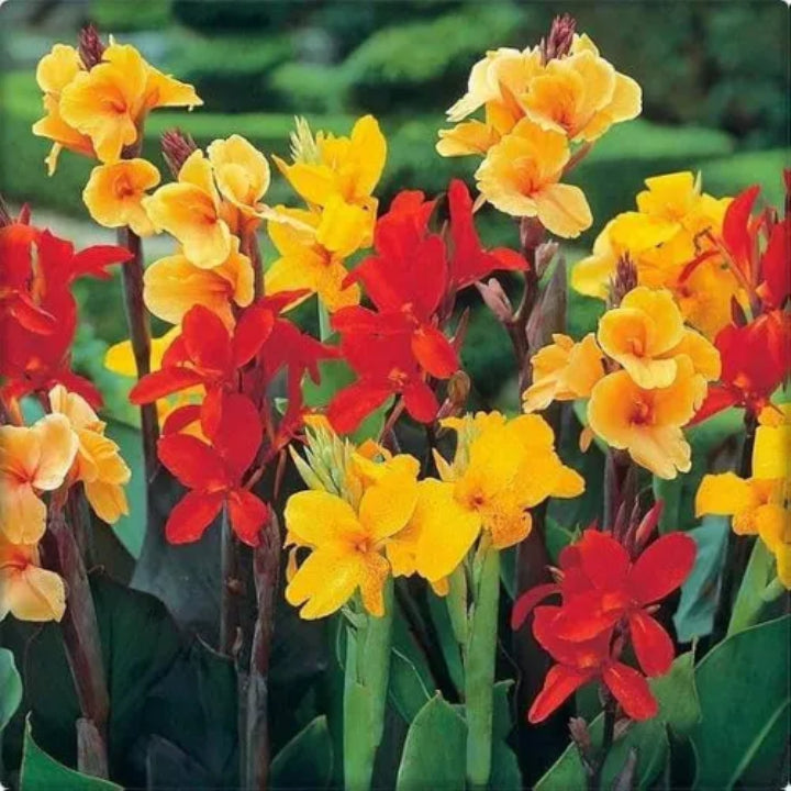 Canna Lily Multi-Color Bulb | Buy 2 Get 1 For Free