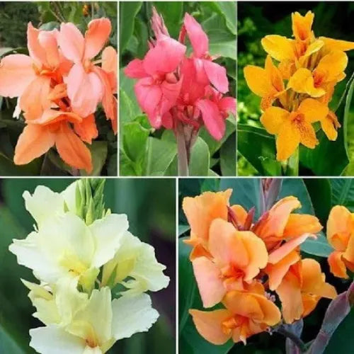 Canna Lily Multi-Color Bulb | Buy 2 Get 1 For Free