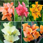 Canna Lily Multi-Color Bulb | Buy 2 Get 1 For Free