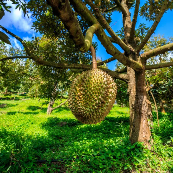 Dwarf Hybrid Durian – Durio zibethinus | Live Plant