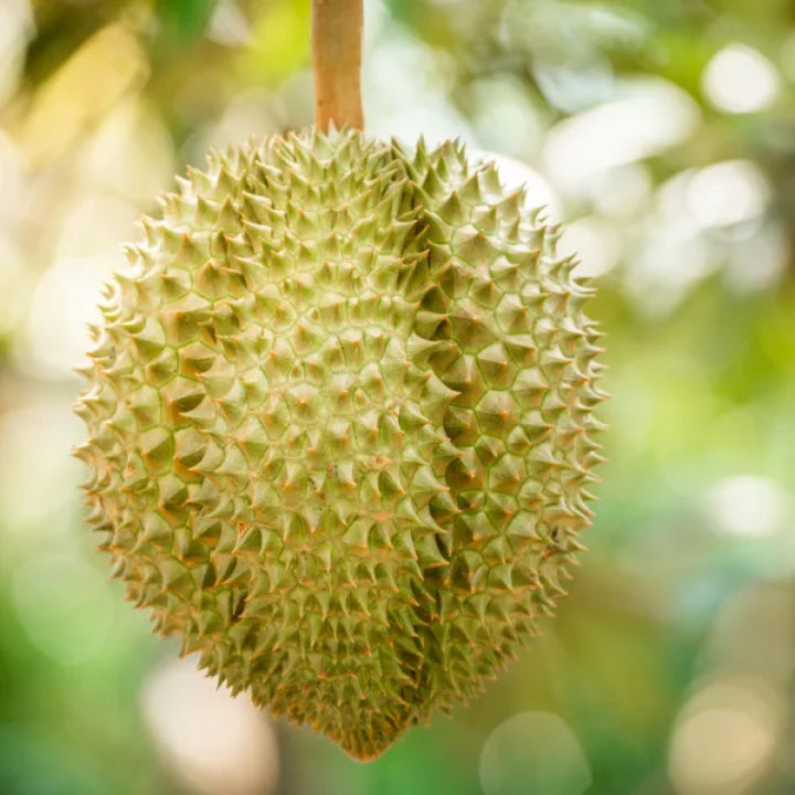 Dwarf Hybrid Durian – Durio zibethinus | Live Plant