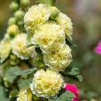 Alcea Rosea Hollyhock Mix Seeds | Pack of 20
