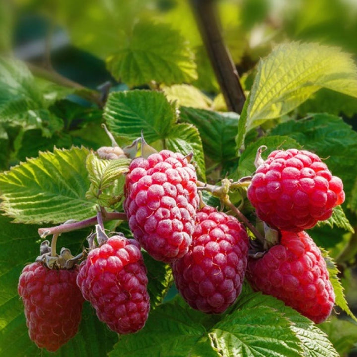 Ruby Raspberry 'Polka' Seeds - Pack of 50