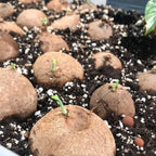 Stephania Erecta 'Green' Bulb - Pack Of 1
