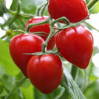 Tomato 'Red Cherry' Seeds - Pack Of 100