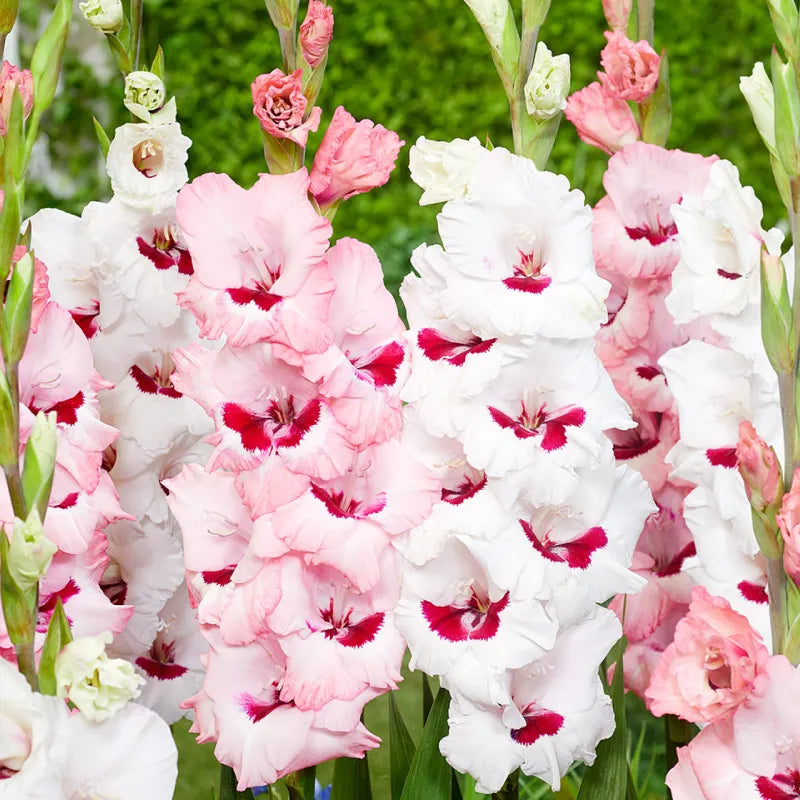Gladiolus 'Wine and Roses' Bulbs - Pack Of 5