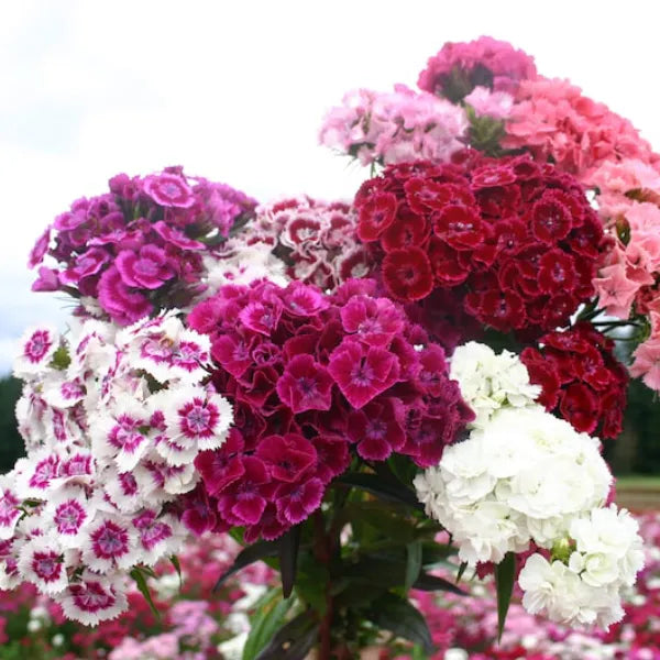 Sweet William Flower |  Dianthus Barbatus | Pack of 30 seeds