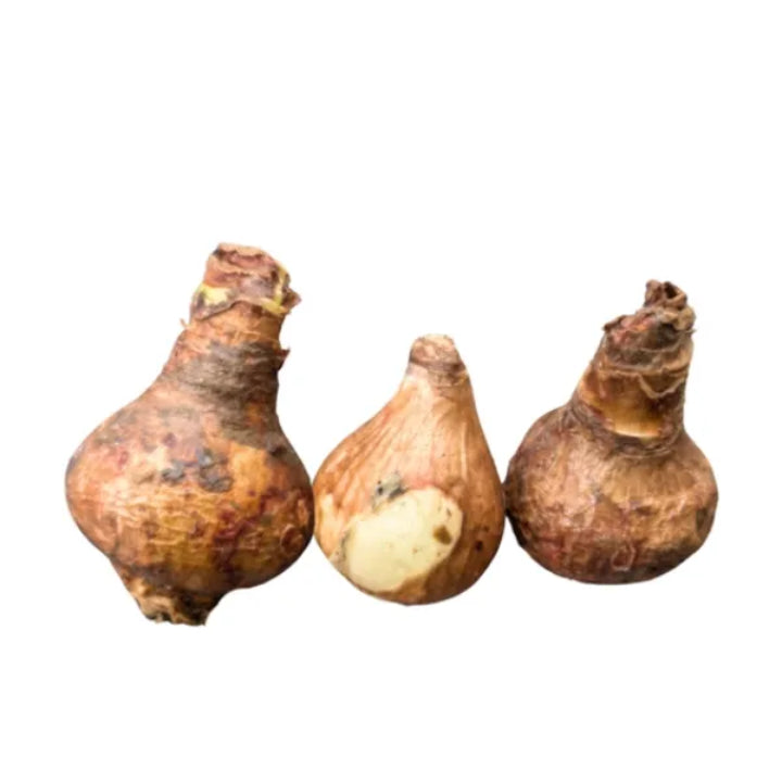 Imported Amaryllis Pure White Bulbs