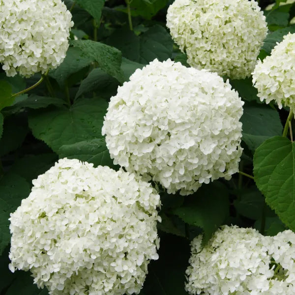 Premium White Hydrangea Hybrid – Hydrangea macrophylla | Live Plant
