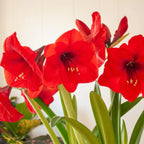 Amaryllis 'Red Lion' Bulb - Pack Of 1