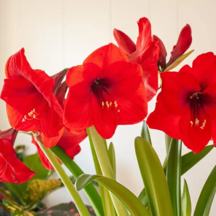 Amaryllis 'Red Lion' Bulb - Pack Of 1