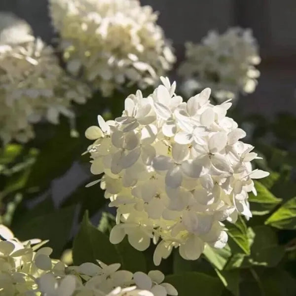 Premium White Hydrangea Hybrid – Hydrangea macrophylla | Live Plant