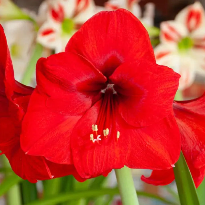 Amaryllis 'Red Lion' Bulb - Pack Of 1