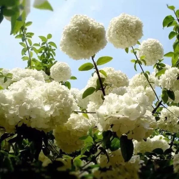 Premium White Hydrangea Hybrid – Hydrangea macrophylla | Live Plant