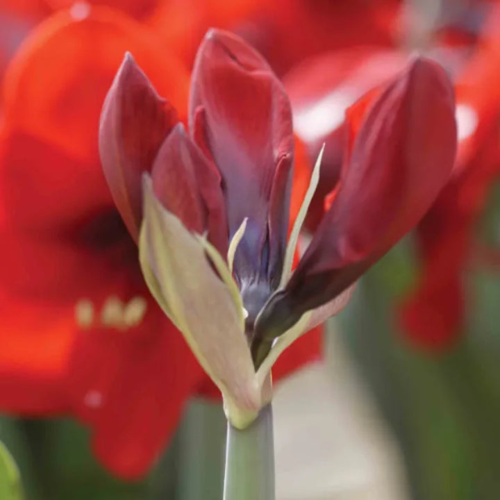 Amaryllis 'Red Lion' Bulb - Pack Of 1
