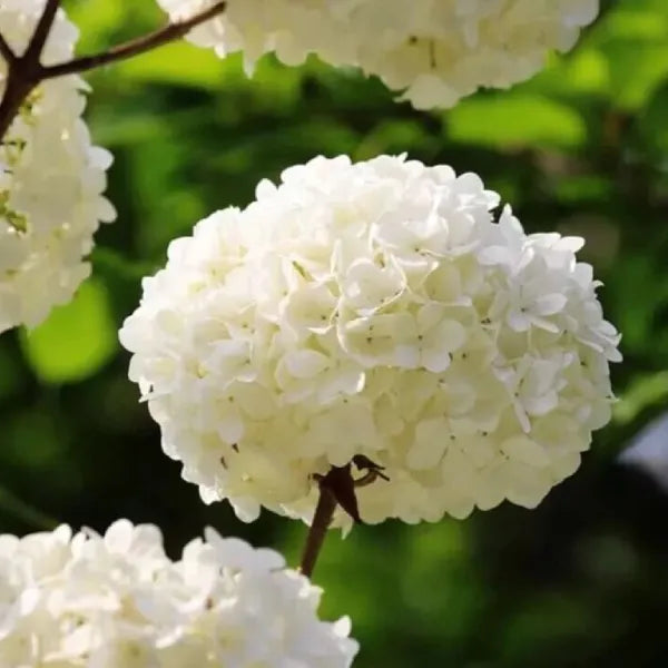Premium White Hydrangea Hybrid – Hydrangea macrophylla | Live Plant