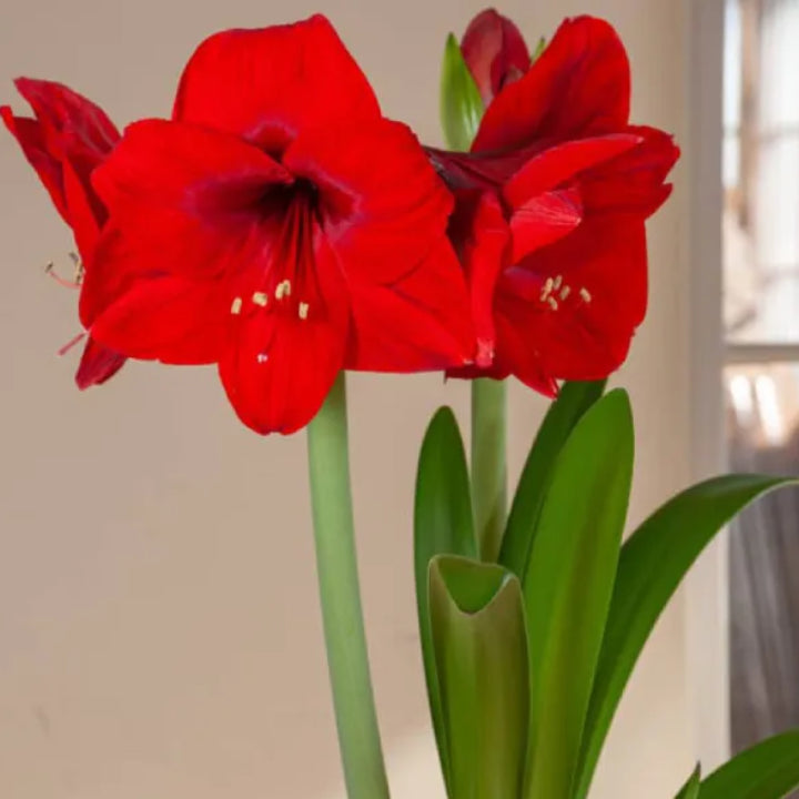 Amaryllis 'Red Lion' Bulb - Pack Of 1