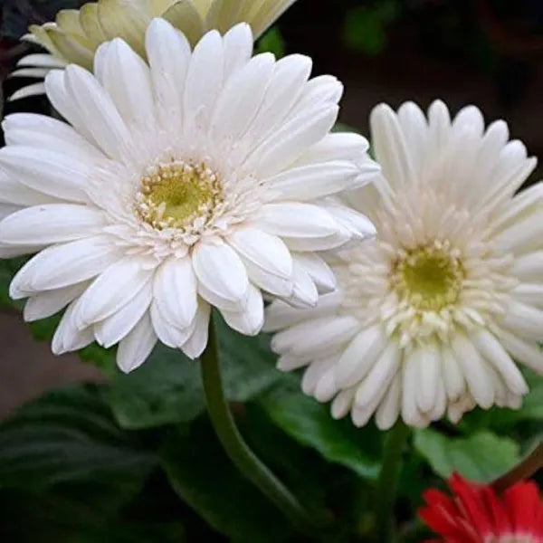 Premium White Gerbera Hybrid | Live Plant