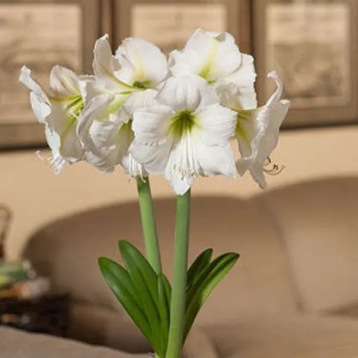 Imported Amaryllis Pure White Bulbs