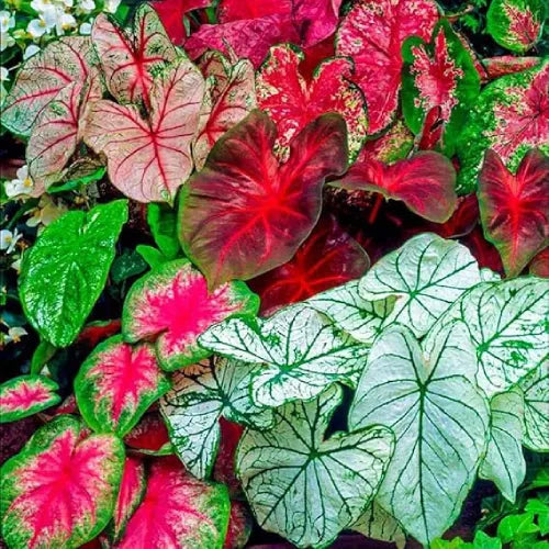 Caladium Bulbs Multi Color - Pack Of 4