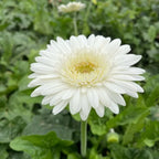 Premium White Gerbera Hybrid | Live Plant