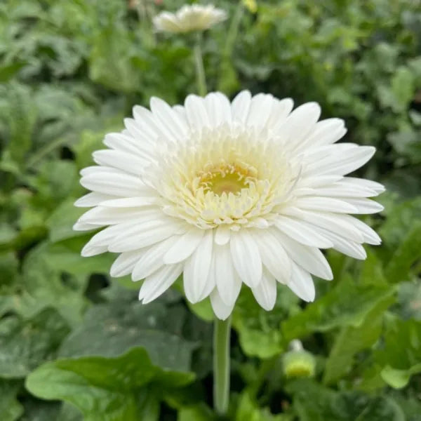Premium White Gerbera Hybrid | Live Plant