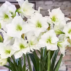 Imported Amaryllis Pure White Bulbs
