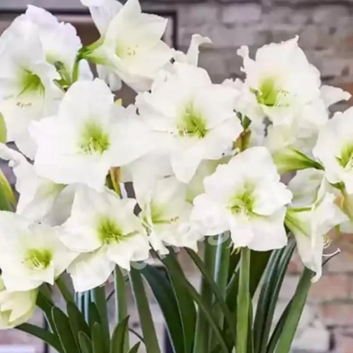 Imported Amaryllis Pure White Bulbs